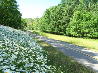 Bike Trail Daisies